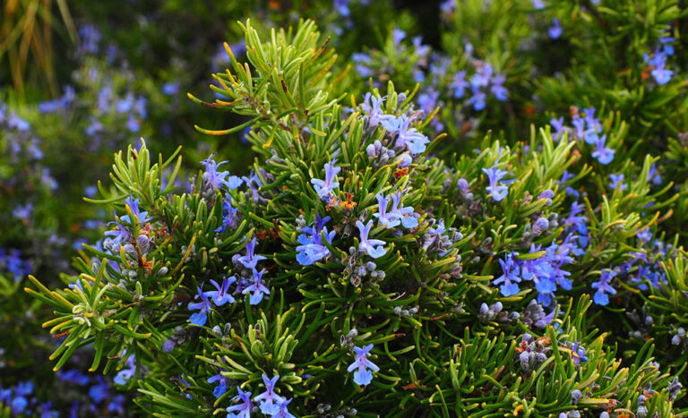 Apartments Tasha | Festival aromaterapije Apsyrtides